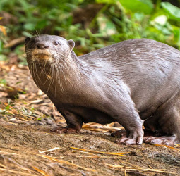 தமிழக அரசின் புதிய முன்னெடுப்பு: நீர்நாய் பாதுகாப்பு திட்டம் தொடக்கம்!