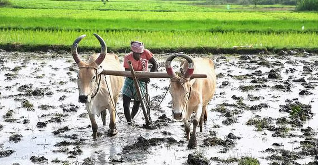 தேசிய விவசாயிகள் தினம்: நாட்டின் முதுகெலும்பைக் கொண்டாடுவோம்!