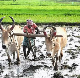 தேசிய விவசாயிகள் தினம்: நாட்டின் முதுகெலும்பைக் கொண்டாடுவோம்!