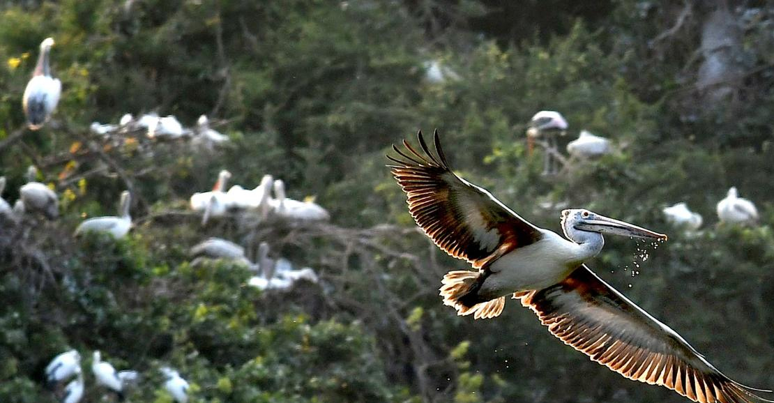 நீலகிரி மலைப் பகுதியில் குளிர்கால வலசைப் பறவைகள் வருகை அதிகரிப்பு