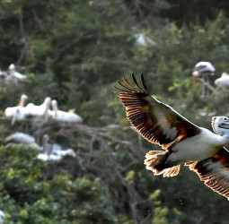 நீலகிரி மலைப் பகுதியில் குளிர்கால வலசைப் பறவைகள் வருகை அதிகரிப்பு