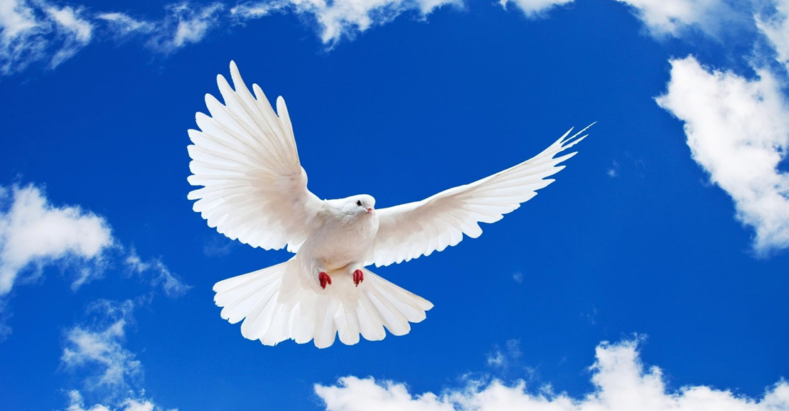 அடுக்குமாடி குடியிருப்புகளில் பெருகும் புறாக்களால் உயிருக்கு ஆபத்தா?