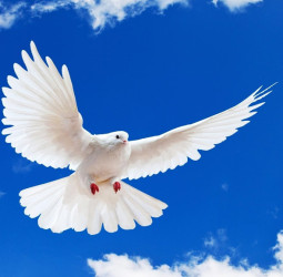 அமைதியாகத் தாக்கும் 'புறா காய்ச்சல்': பெங்களூருவாசிகள் நுரையீரலைச் சிதைக்கும் நுண்துகள்கள்!