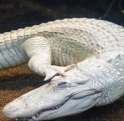 மர்மம் சூழ்ந்த முதலை: "Claude Alligator" மரணமடைந்ததா?