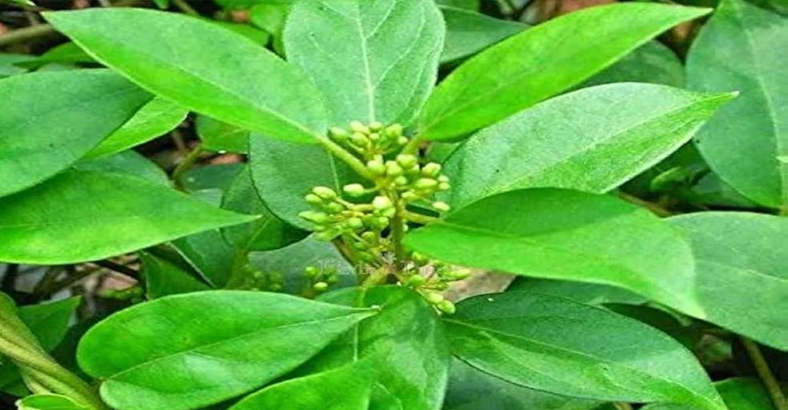 சர்க்கரையின் எதிரி ‘சிறுகுறிஞ்சான்'