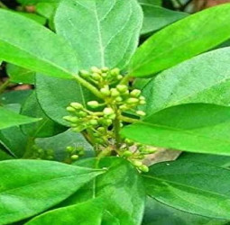 சர்க்கரையின் எதிரி ‘சிறுகுறிஞ்சான்'