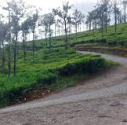 நீலகிரி மாவட்டத்தில் குந்தா, பந்தலூர் என இரண்டு புதிய ஊராட்சி ஒன்றியங்கள் உதயம்!