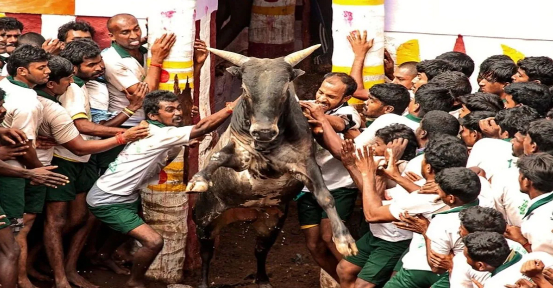 ஜல்லிக்கட்டு 2026: தமிழக அரசின் புதிய விதிகள் வெளியீடு