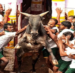 ஜல்லிக்கட்டு 2026: தமிழக அரசின் புதிய விதிகள் வெளியீடு