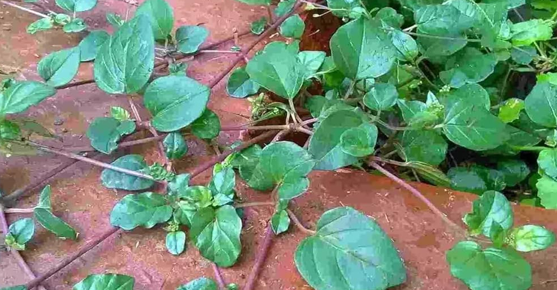 தீராத சளி மற்றும் தலைபாரத்திற்கு முற்றுப்புள்ளி வைக்கும் மூக்கிரட்டை