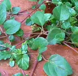 தீராத சளி மற்றும் தலைபாரத்திற்கு முற்றுப்புள்ளி வைக்கும் மூக்கிரட்டை