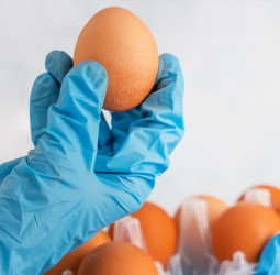 முட்டை சாப்பிட்டால் புற்றுநோய் வருமா? வதந்திகளும்.. மறைக்கப்படும் உண்மைகளும்!