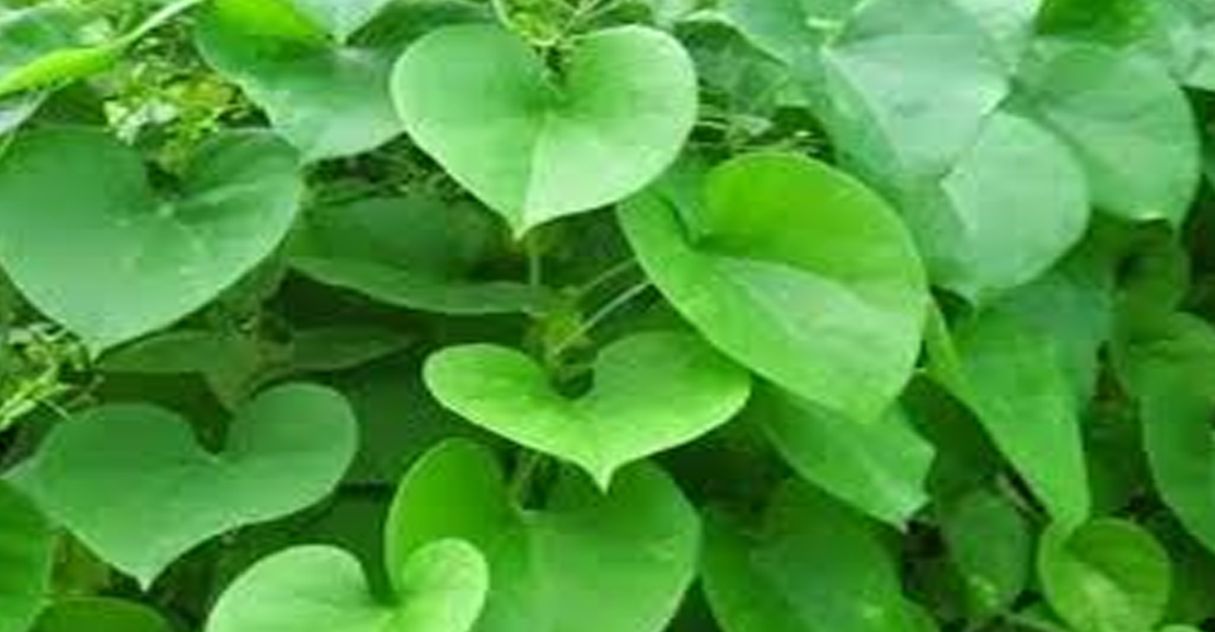 சர்க்கரை நோய் மற்றும் செரிமான கோளாறுகளைத் தீர்க்கும், சீந்தில் கொடி