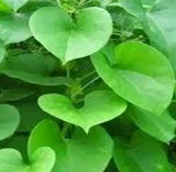 சர்க்கரை நோய் மற்றும் செரிமான கோளாறுகளைத் தீர்க்கும், சீந்தில் கொடி