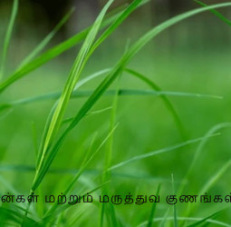 அருகம்புல் பயன்கள் மற்றும் மருத்துவ குணங்கள்