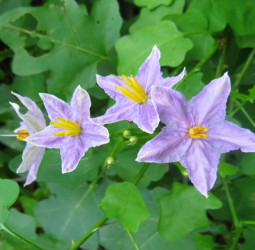 தூதுவளை நன்மைகள்: சளி, இருமல், ஆஸ்துமா மற்றும் பசின்மைக்கு இயற்கை மருத்துவ மூலிகை