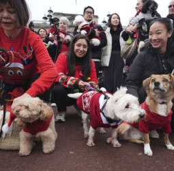 🐾 லண்டனில் கிறிஸ்துமஸ் நாய்கள் அணிவகுப்பு