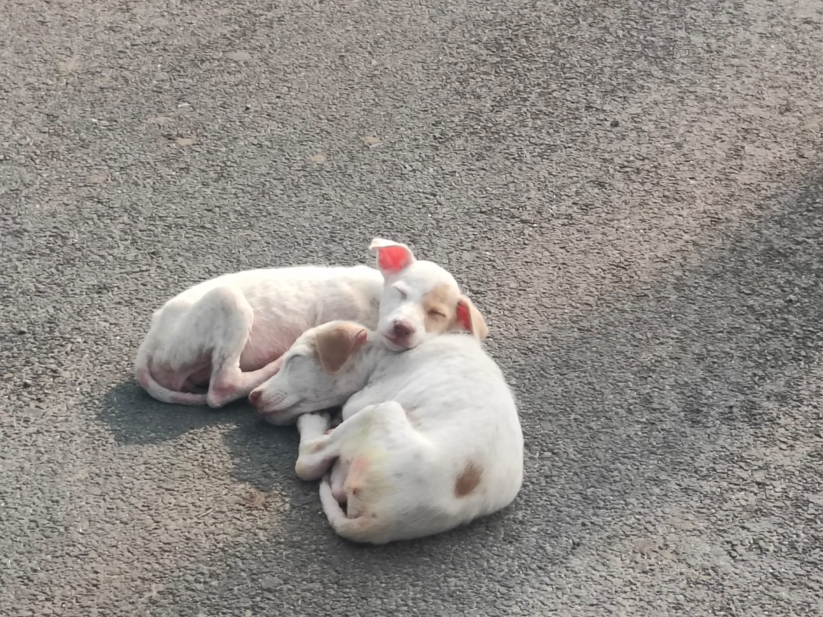 அமைதியின் தத்துவமும் பேரன்பின் வெளிப்பாடும்