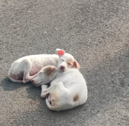 அமைதியின் தத்துவமும் பேரன்பின் வெளிப்பாடும்