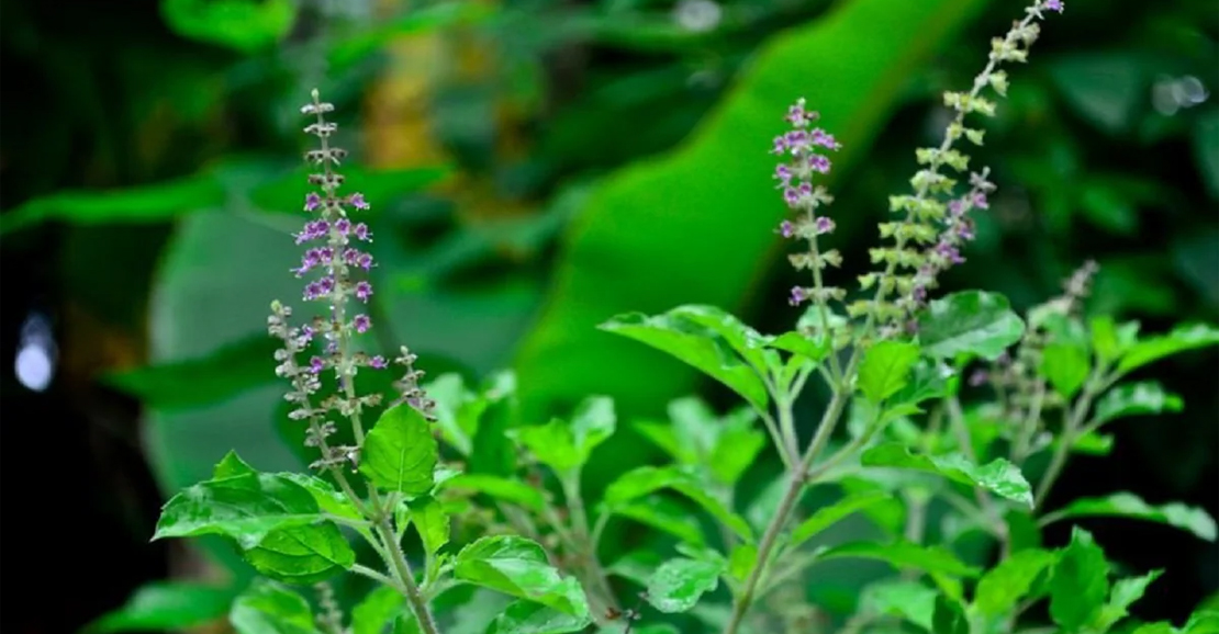 துளசி நன்மைகள் – இருமல், சளி, விஷக்கடி, நீர்க்கோவை