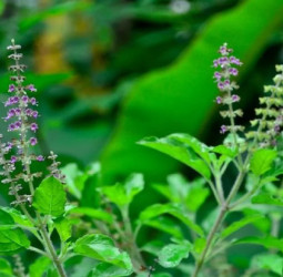 துளசி நன்மைகள் – இருமல், சளி, விஷக்கடி, நீர்க்கோவை