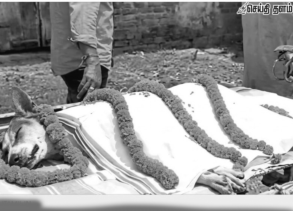 30 மாணவர்களைக் காக்கப் பாம்புடன் போரிட்டு உயிர்நீத்த தெருநாய்!