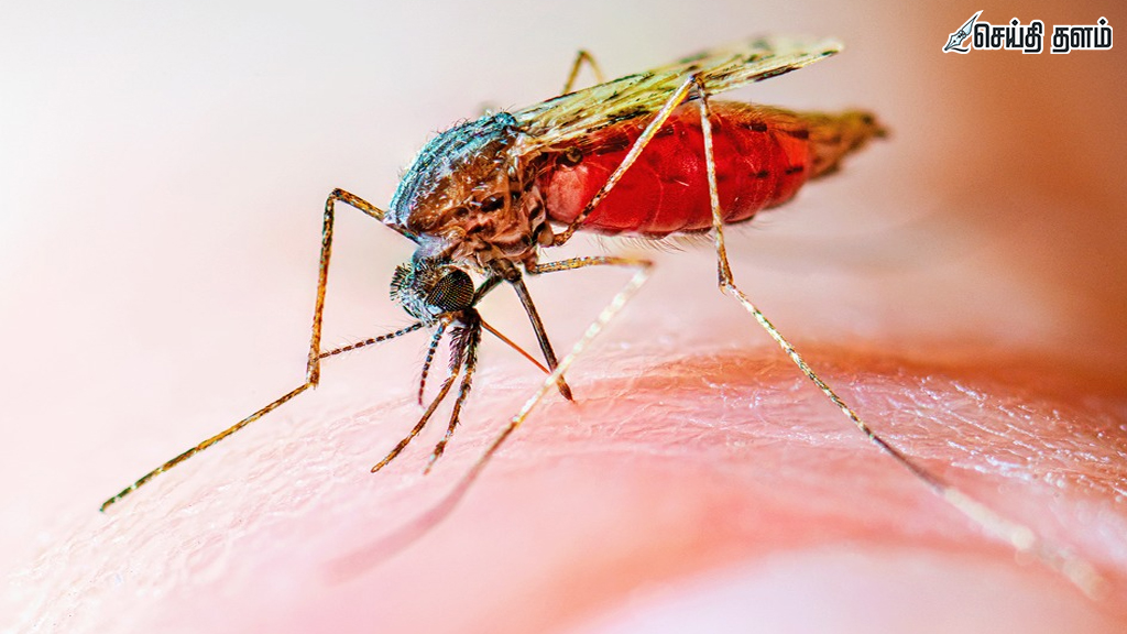 உலக மலேரியா தினம் 2026: மலேரியாவற்ற எதிர்காலத்தை நோக்கி!