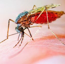 உலக மலேரியா தினம் 2026: மலேரியாவற்ற எதிர்காலத்தை நோக்கி!