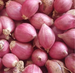 பச்சை வெங்காயம் – சுவை மட்டுமல்ல, உடல்நலத்திற்கும் பல நன்மைகள், ஏன் ?