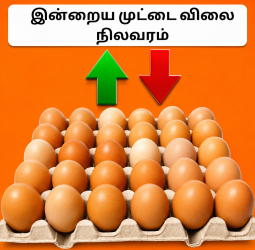 இன்றைய நாமக்கல் முட்டை விலை நிலவரம்: விலையில் ஏற்றமா? இறக்கமா? பண்ணையாளர்கள் மற்றும் மக்கள் கவனத்திற்கு!