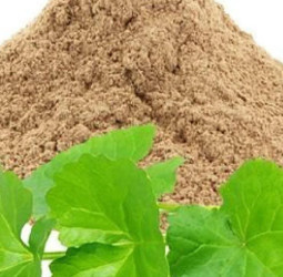 வல்லாரை பொடியின் மருத்துவ குணங்கள்: நினைவாற்றல் மற்றும் நரம்பு பலம் பெற!