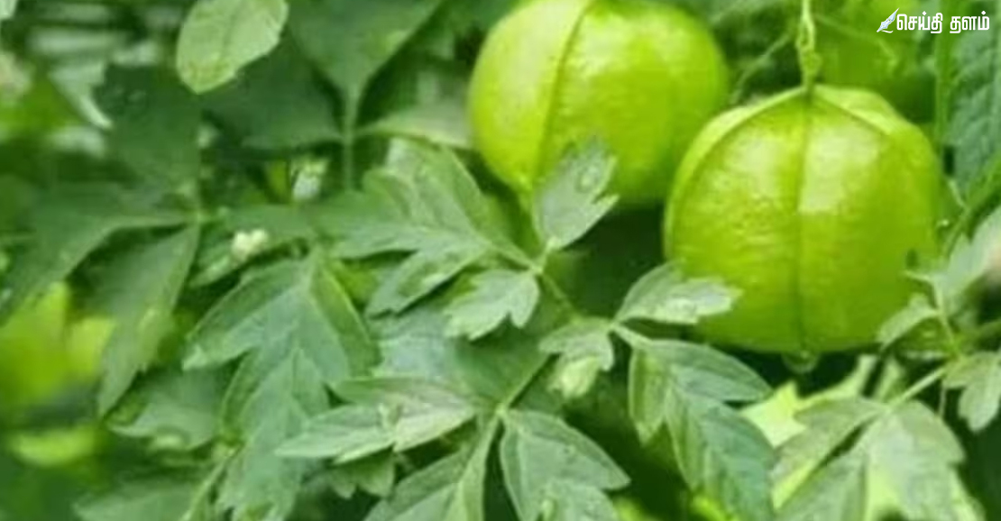 முடக்கத்தான் கீரை: மூட்டுவலி மற்றும் வாத நோய்களைத் தீர்க்கும் அற்புத மூலிகை