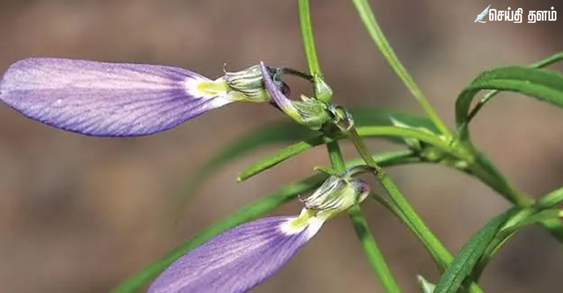 ஓரிதழ் தாமரை: இயற்கை வயாகரா மற்றும் மருத்துவப் பயன்கள்