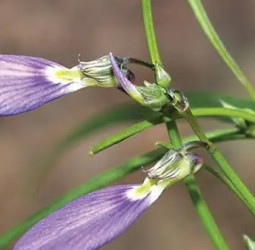 ஓரிதழ் தாமரை: இயற்கை வயாகரா மற்றும் மருத்துவப் பயன்கள்