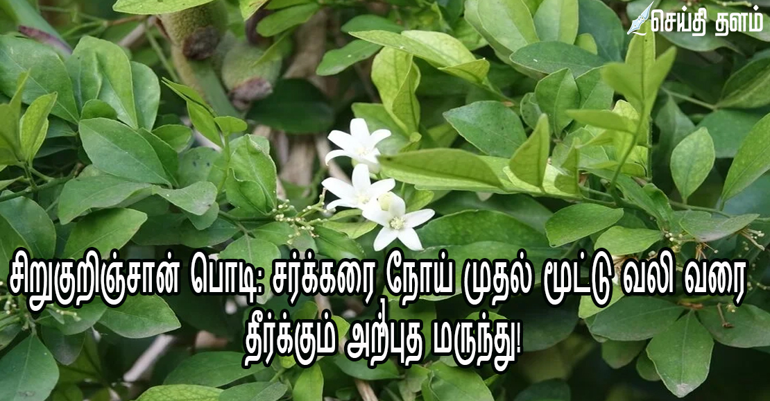 சிறுகுறிஞ்சான் பொடி: சர்க்கரை நோய் முதல் மூட்டு வலி வரை தீர்க்கும் அற்புத மருந்து!