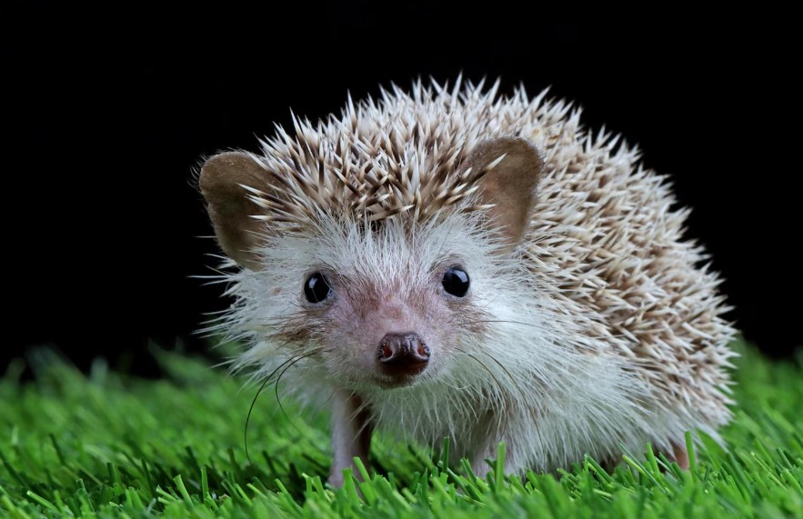 முள்ளம்பன்றிக் கோட்பாடு – வெற்றியின் ரகசியம்