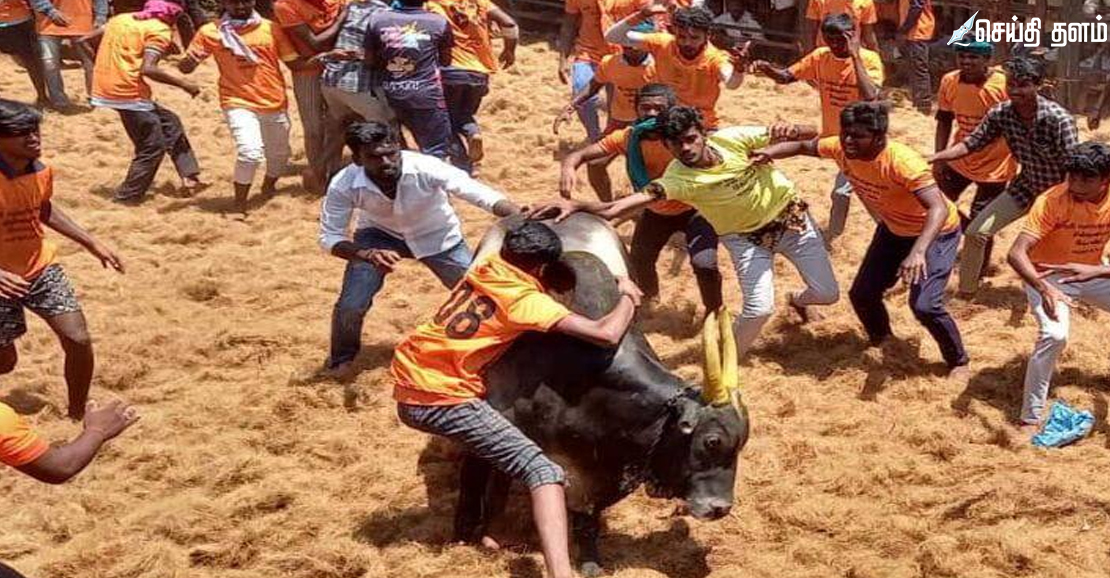 திருச்சி, அரியலூர் ஜல்லிக்கட்டு: 81 பேர் காயம்