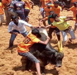 திருச்சி, அரியலூர் ஜல்லிக்கட்டு: 81 பேர் காயம்