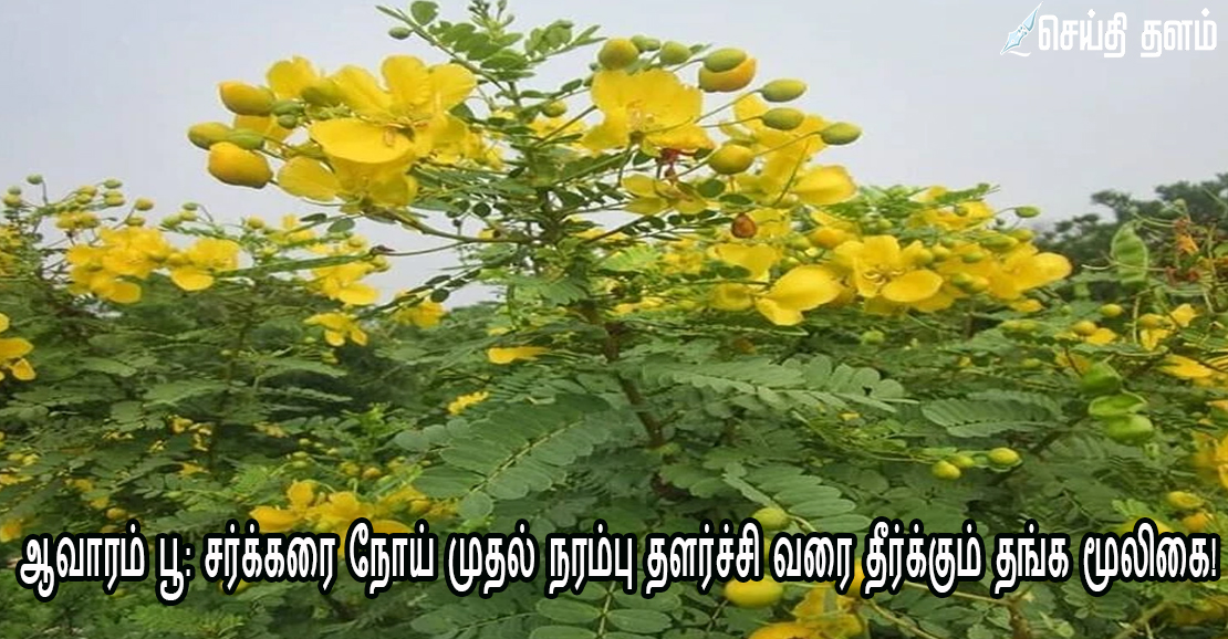 ஆவாரம் பூ: சர்க்கரை நோய் முதல் நரம்பு தளர்ச்சி வரை தீர்க்கும் தங்க மூலிகை!