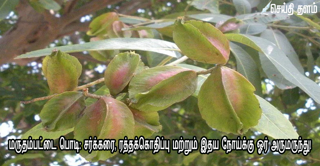 மருதம்பட்டை பொடி: சர்க்கரை, ரத்தக்கொதிப்பு மற்றும் இதய நோய்க்கு ஓர் அருமருந்து!