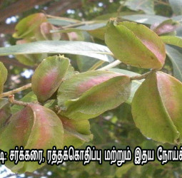 மருதம்பட்டை பொடி: சர்க்கரை, ரத்தக்கொதிப்பு மற்றும் இதய நோய்க்கு ஓர் அருமருந்து!