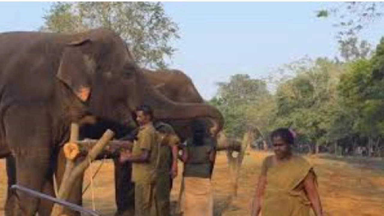 ரியல் ஹீரோ சிவகார்த்திகேயன்! வண்டலூர் பூங்காவில் யானையை தத்தெடுத்து நெகிழ்ச்சி!