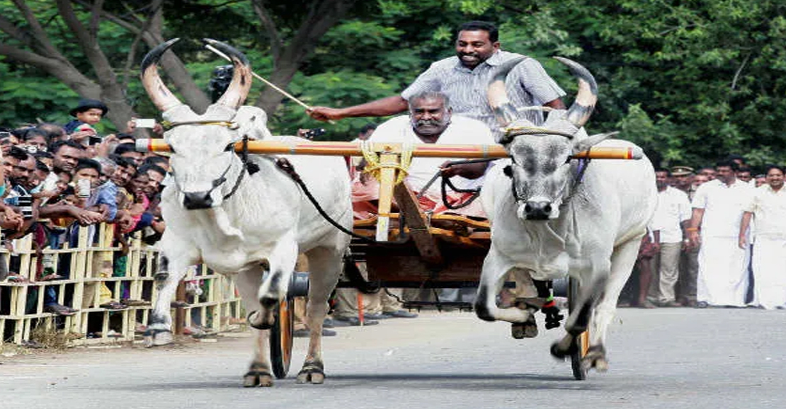 கிராமிய திருவிழா: ரேக்ளா பந்தயம் மற்றும் பாரம்பரிய விளையாட்டுகள்
