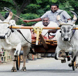 கிராமிய திருவிழா: ரேக்ளா பந்தயம் மற்றும் பாரம்பரிய விளையாட்டுகள்
