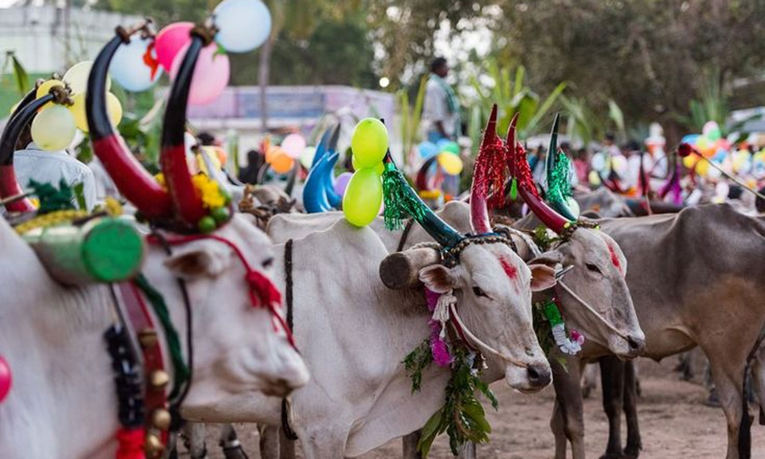 தமிழகம் முழுவதும் மாட்டுப்பொங்கல் கோலாகல கொண்டாட்டம்