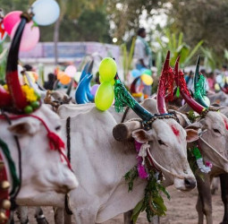 தமிழகம் முழுவதும் மாட்டுப்பொங்கல் கோலாகல கொண்டாட்டம்