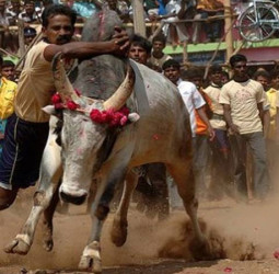 களைகட்டும் ஜல்லிக்கட்டு ஏற்பாடுகள்! அலங்காநல்லூர், பாலமேடு வாடிவாசல்கள் தயார்!