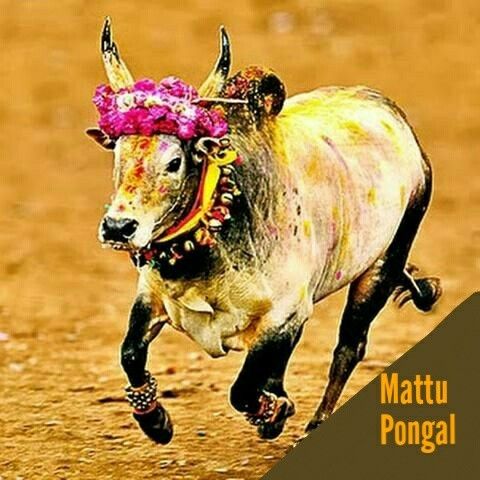 மாட்டுப்பொங்கல்: தனது இல்லத்தில் பசுக்களுக்கு உணவளித்து மகிழ்ந்த பிரதமர் மோடி!