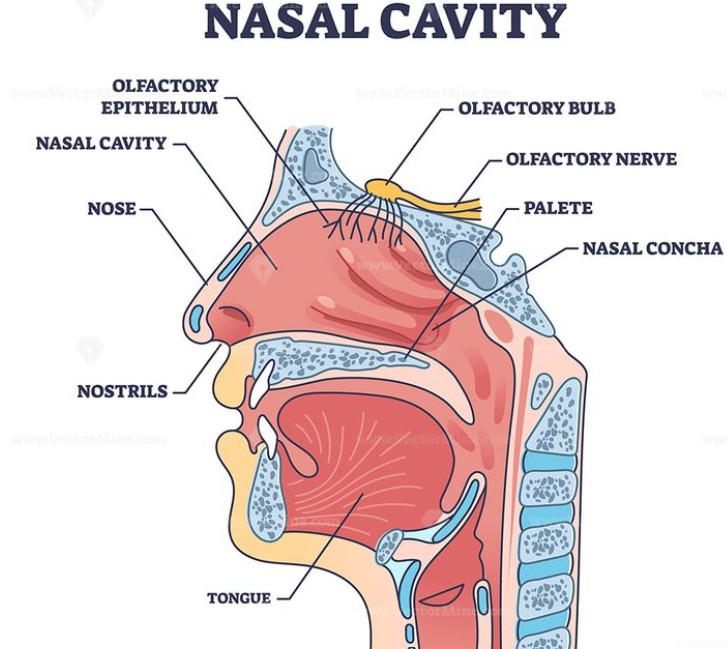மனித மூக்கு: உடலின் இயற்கை ‘ஏர் கண்டிஷனர்’