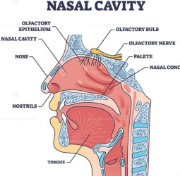 மனித மூக்கு: உடலின் இயற்கை ‘ஏர் கண்டிஷனர்’
